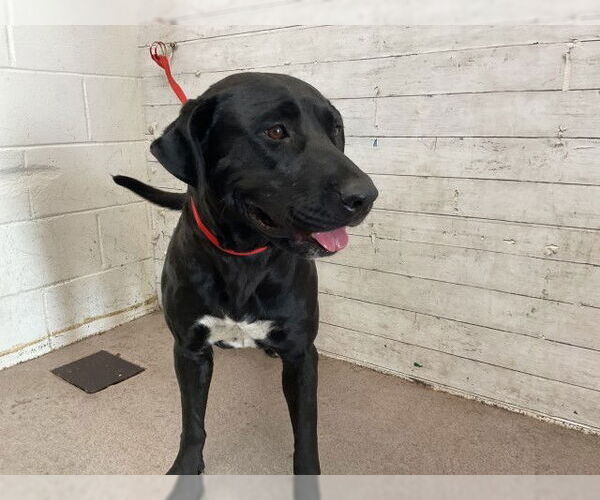 Medium Photo #1 American Pit Bull Terrier-Labrador Retriever Mix Puppy For Sale in San Bernardino, CA, USA