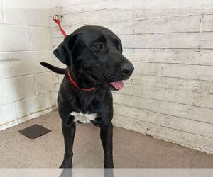 American Pit Bull Terrier-Labrador Retriever Mix Dogs for adoption in San Bernardino, CA, USA
