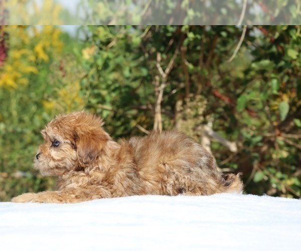 Medium Photo #9 ShihPoo Puppy For Sale in DYERSBURG, TN, USA