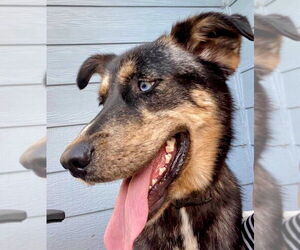 Siberian Husky-Unknown Mix Dogs for adoption in Cottage Grove, MN, USA