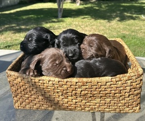 Labradoodle Litter for sale in SAN JACINTO, CA, USA