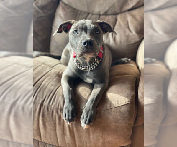 Medium Photo #3 American Pit Bull Terrier Puppy For Sale in Duluth, MN, USA