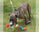 Small #5 Boxer-Bull Terrier Mix