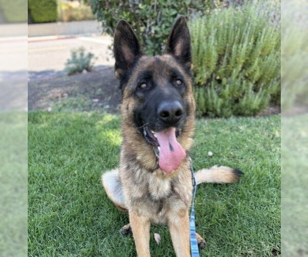 Medium Photo #2 German Shepherd Dog Puppy For Sale in Martinez, CA, USA