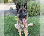 Small #1 German Shepherd Dog