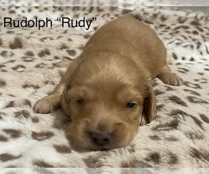 Dachshund Puppy for sale in MATHER, CA, USA