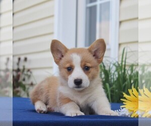 Pembroke Welsh Corgi Puppy for sale in HONEY BROOK, PA, USA