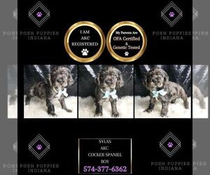 Cocker Spaniel Puppy for sale in WARSAW, IN, USA