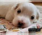 Small Photo #14 Maltese Puppy For Sale in MOUNTAIN GROVE, MO, USA