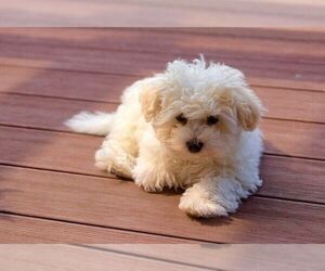 Bolognese Puppy for sale in PITTSBURGH, PA, USA