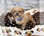 Small #1 Shih Tzu