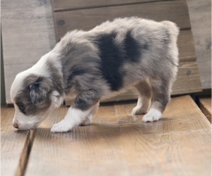 Miniature Australian Shepherd Puppy for sale in MENIFEE, CA, USA