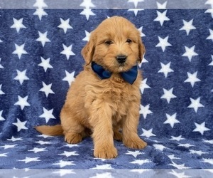 Goldendoodle Puppy for sale in LANCASTER, PA, USA