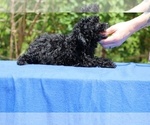 Small #20 Poodle (Toy)