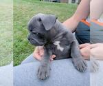 Small Photo #7 French Bulldog Puppy For Sale in BRIDGEWATER, NJ, USA