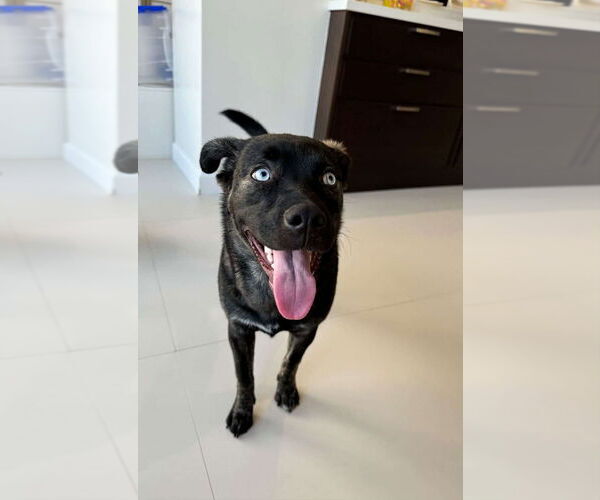 Medium Photo #2 Mutt Puppy For Sale in Dana Point, CA, USA