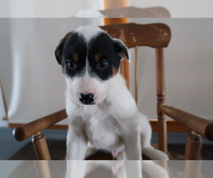 Australian Cattle Dog Puppy for sale in THREE RIVERS, MI, USA