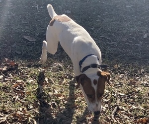 Father of the Jack Russell Terrier puppies born on 04/25/2026