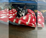 Small #4 Chihuahua Mix