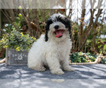 Small #1 Cavapoo