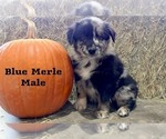 Small Australian Shepherd