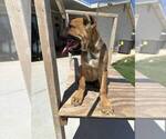 Small Photo #7 Cane Corso Puppy For Sale in HEMET, CA, USA