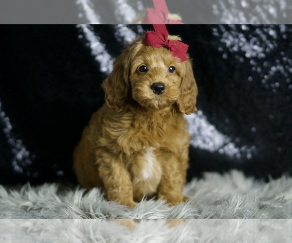 Medium Photo #37 Goldendoodle (Miniature) Puppy For Sale in WARSAW, IN, USA