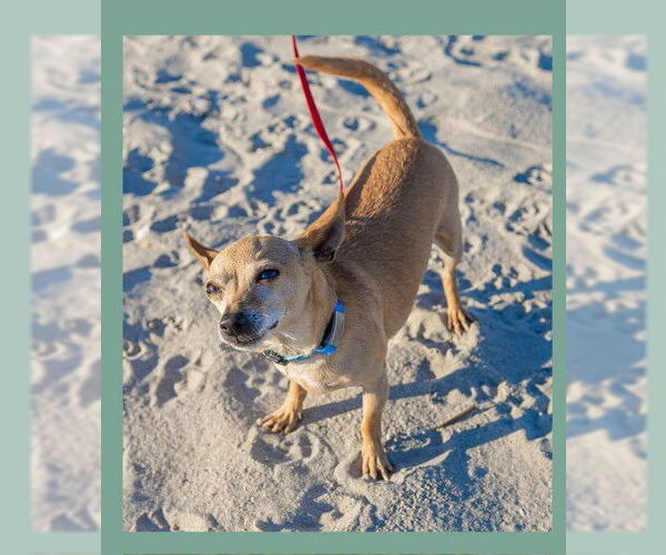 Medium Photo #7 Chihuahua Puppy For Sale in Oakhurst, NJ, USA