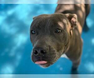 American Pit Bull Terrier-Unknown Mix Dogs for adoption in Tulsa, OK, USA