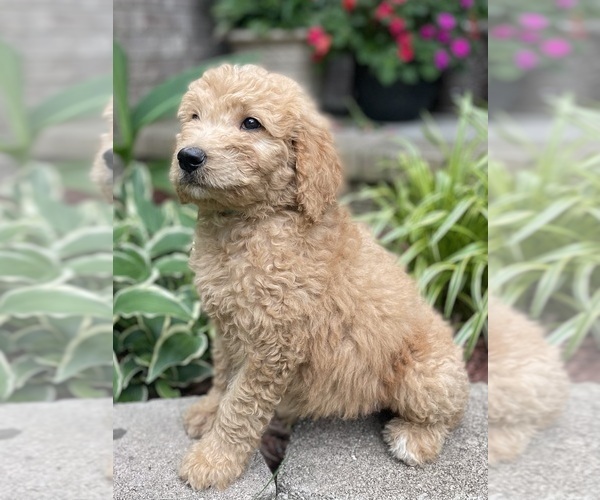 Medium Photo #9 Goldendoodle Puppy For Sale in FORDLAND, MO, USA