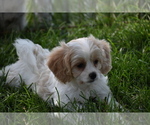 Small Photo #7 Cavachon Puppy For Sale in ELDORADO, OH, USA
