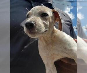 Mutt Dogs for adoption in Houston, TX, USA