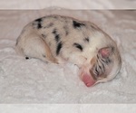 Puppy Puppy 6 Australian Shepherd