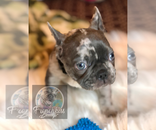 Medium Photo #22 French Bulldog Puppy For Sale in BUCKS BAR, CA, USA