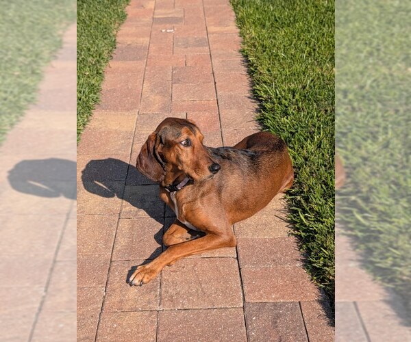 Medium Photo #1 Bluetick Coonhound Puppy For Sale in Tampa, FL, USA
