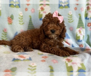 Cockapoo Puppy for sale in LAKELAND, FL, USA