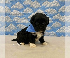 ShihPoo Puppy for sale in WINNSBORO, LA, USA