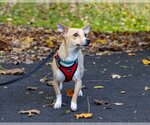 Small Photo #10 Chiweenie Puppy For Sale in Arlington, VA, USA