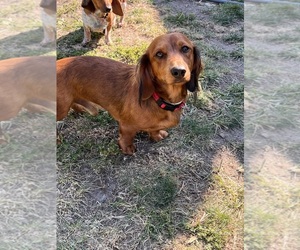 Father of the Dachshund puppies born on 04/27/2023