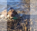 Small #8 Labrador Retriever