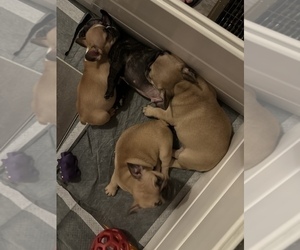 French Bulldog Puppy for sale in CLARKS SUMMIT, PA, USA