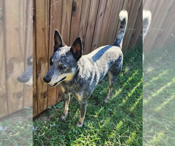 Medium Photo #2 Mutt Puppy For Sale in McKinney, TX, USA