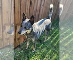 Small #1 Mutt