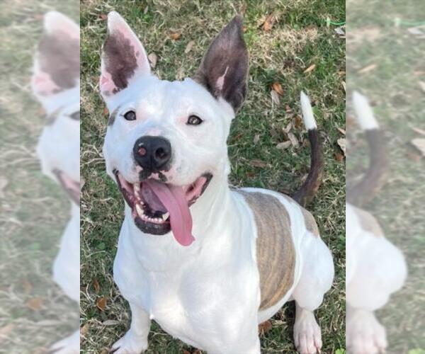 Medium Photo #2 Mutt Puppy For Sale in Texas City, TX, USA