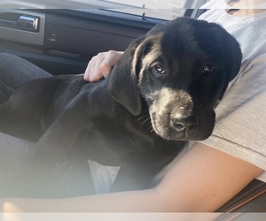 Labrador Retriever Puppy for Sale in SPRINGFIELD, Missouri USA