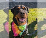 Small #4 Rottweiler