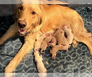 Golden Retriever Puppy for sale in TOWNER, CO, USA