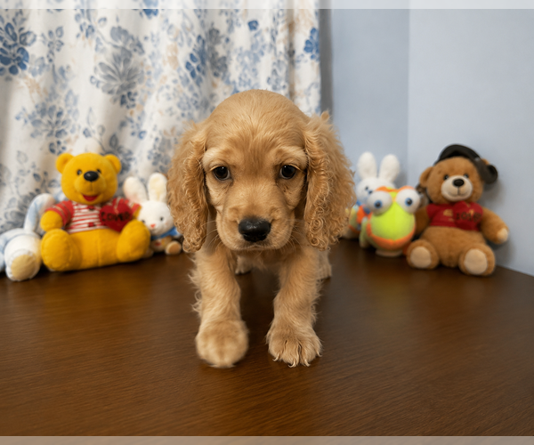 Medium Photo #8 Cocker Spaniel Puppy For Sale in DURHAM, CT, USA