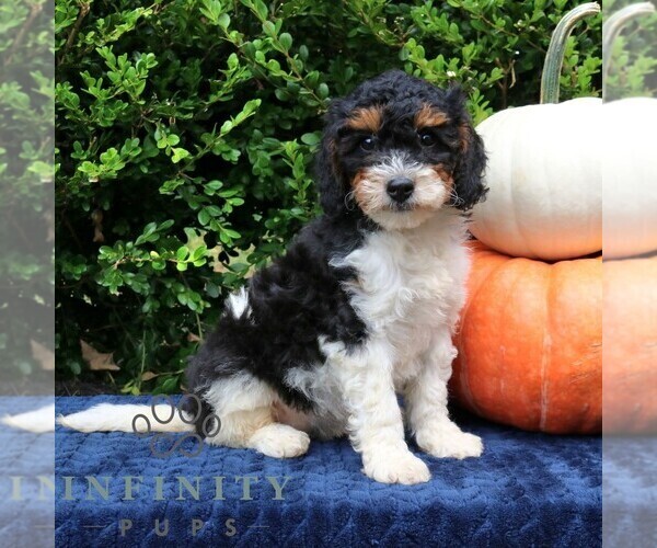 Medium Photo #3 Bernedoodle (Miniature) Puppy For Sale in NARVON, PA, USA