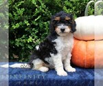 Small #2 Bernedoodle (Miniature)